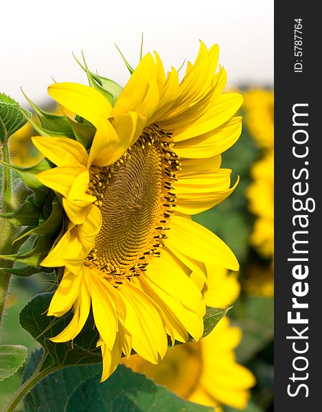 Shot of sunflower with yellow leaf