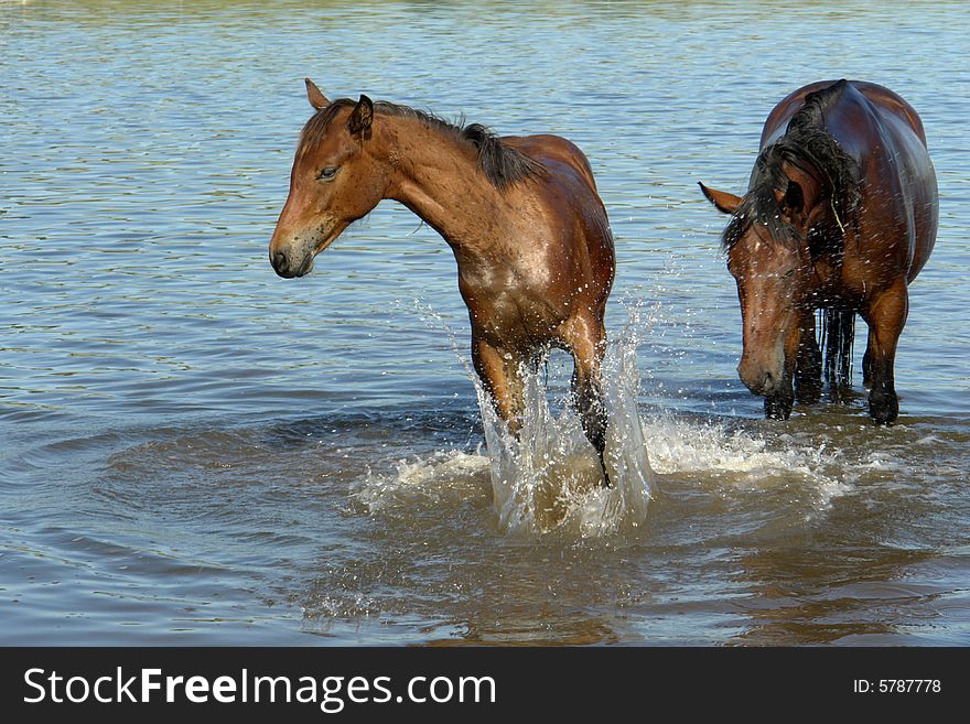 Horses on a pasture in  summer