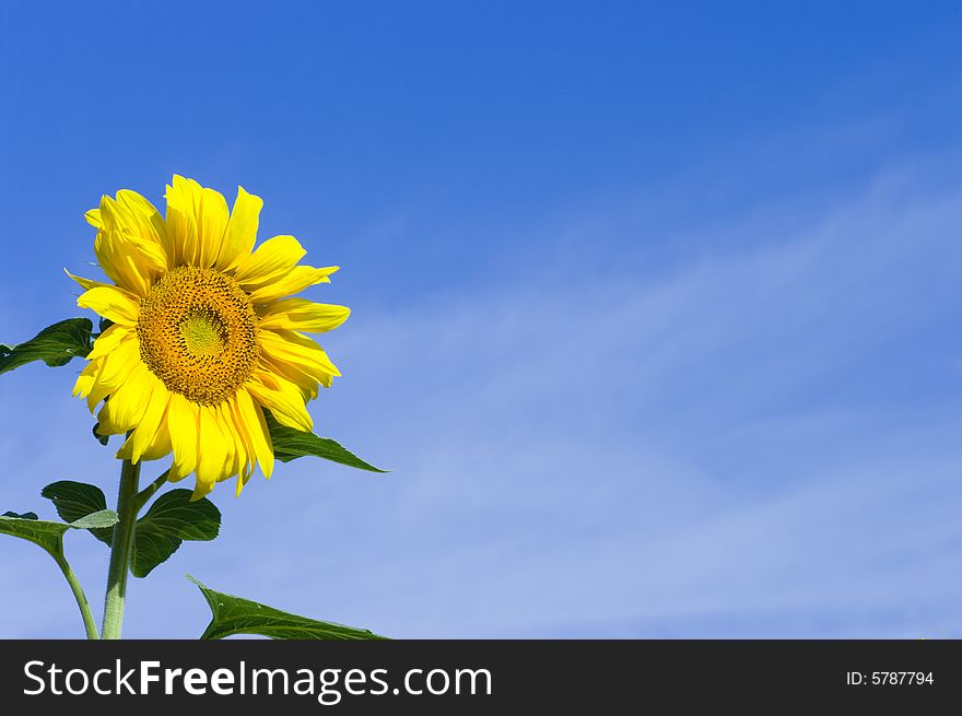 Sunflower on blue sky background