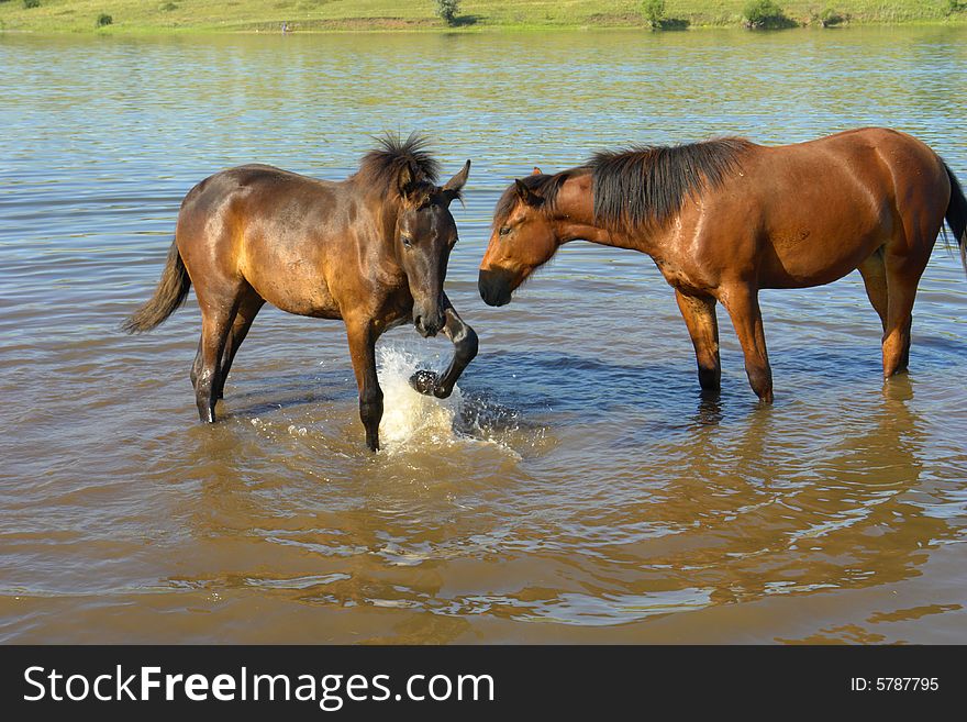 Horses on a pasture in  summer