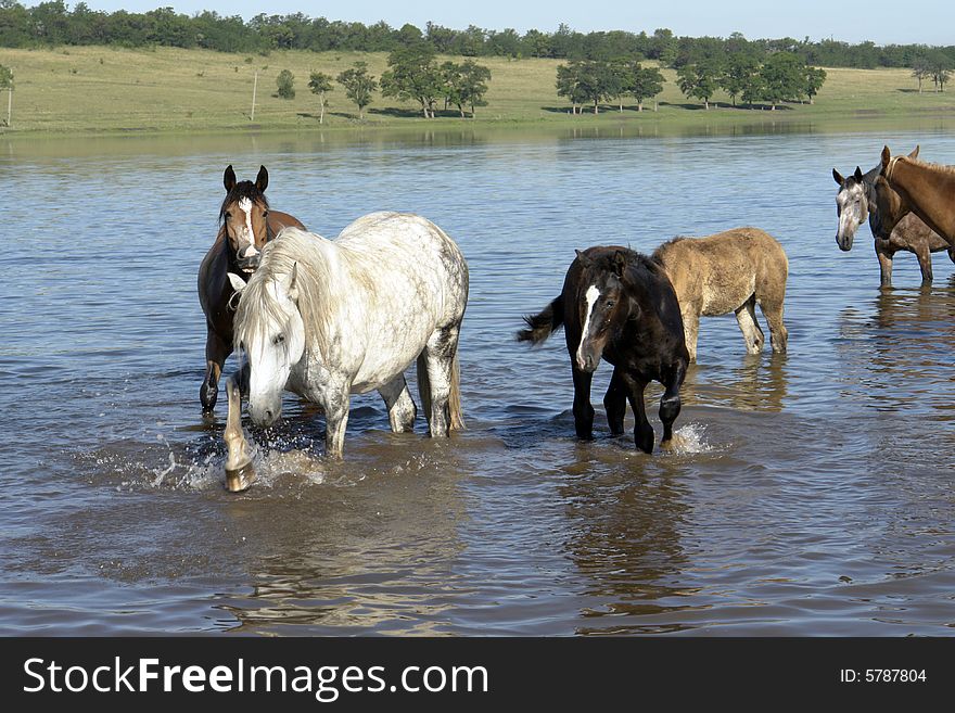 Horses on a pasture in summer