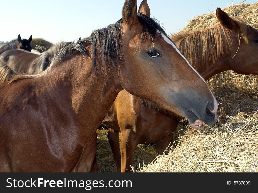 Horses on a pasture in  summer