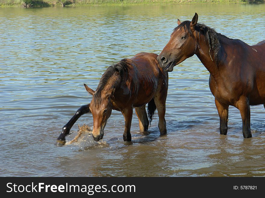 Horses on a pasture in  summer