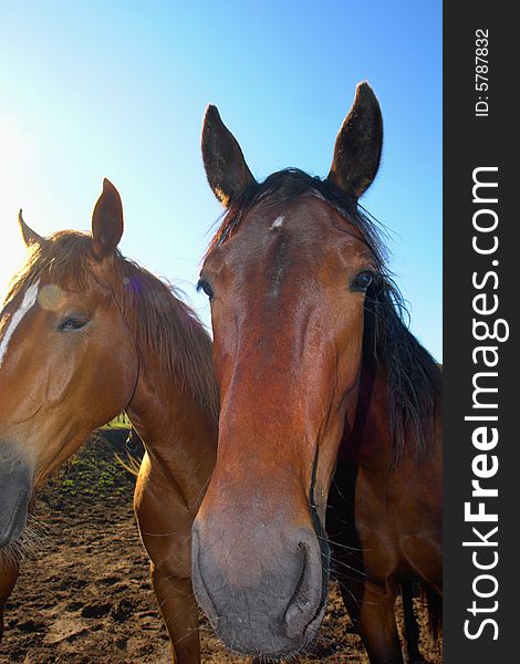 Horses on a pasture in summer