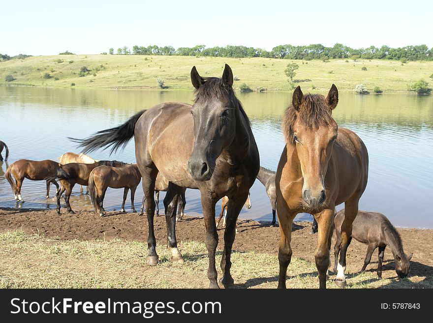 Horses on a pasture in summer