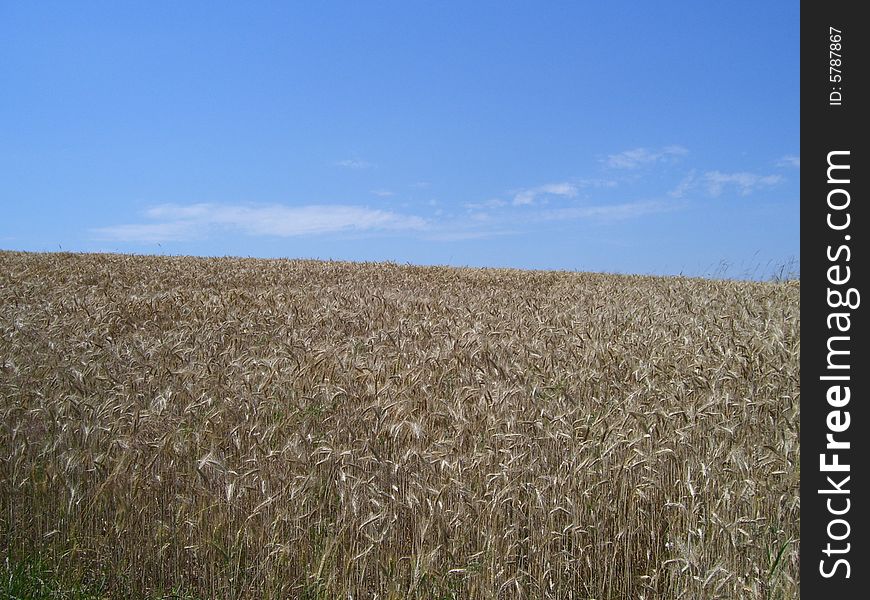 Field of corn on Polish village. Field of corn on Polish village