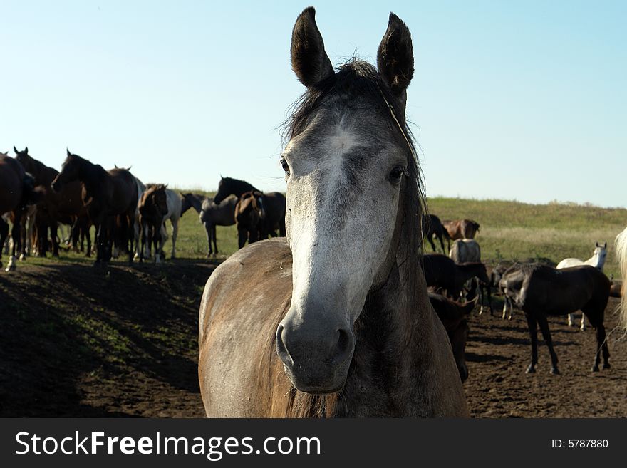 Horses on a pasture in  summer