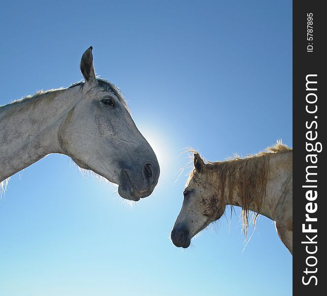 Horses on a pasture in  summer