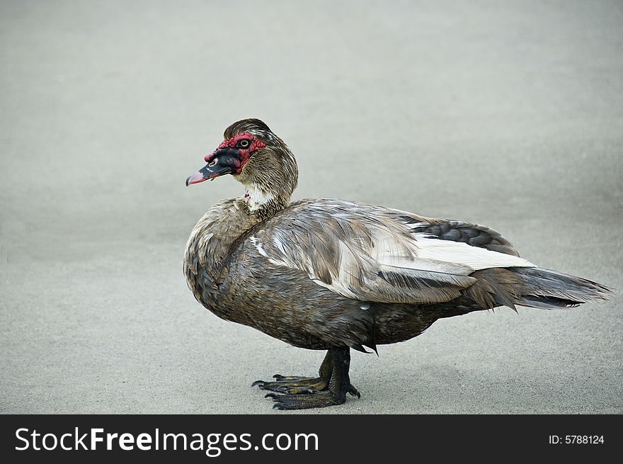 A muscovy duck standing on the sidewalk.