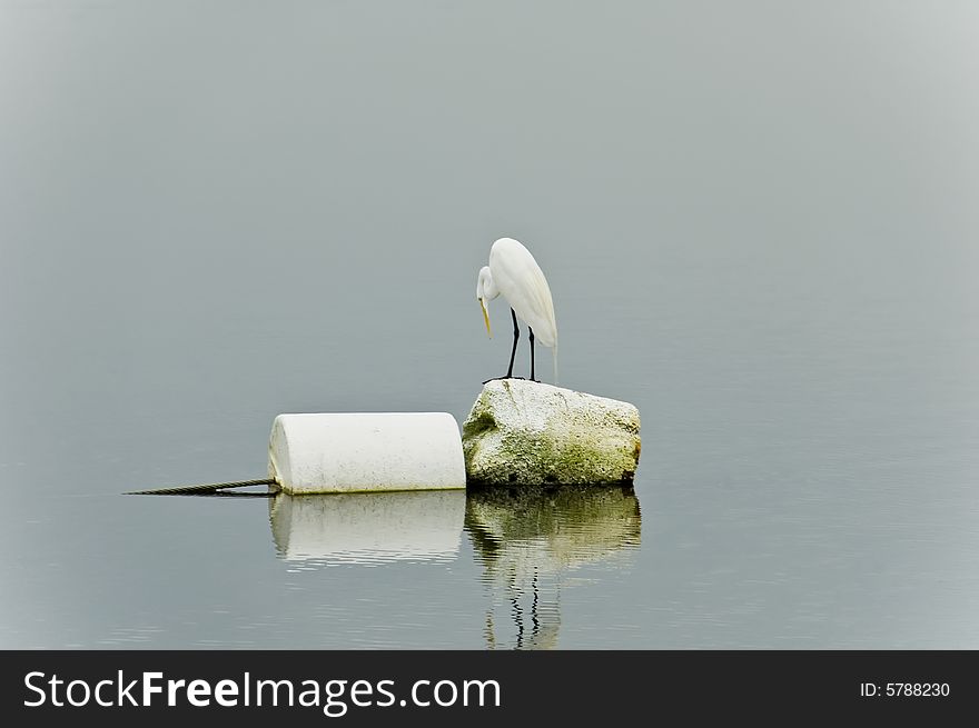 A White Heron fishing from a buoy. A White Heron fishing from a buoy.