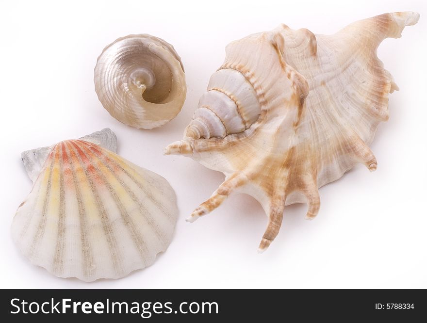 White seashells on white background