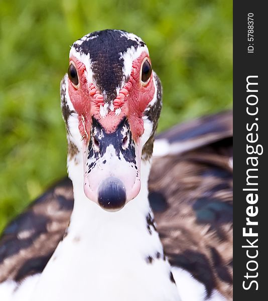 Close up head shot of a muscovy duck. Close up head shot of a muscovy duck.