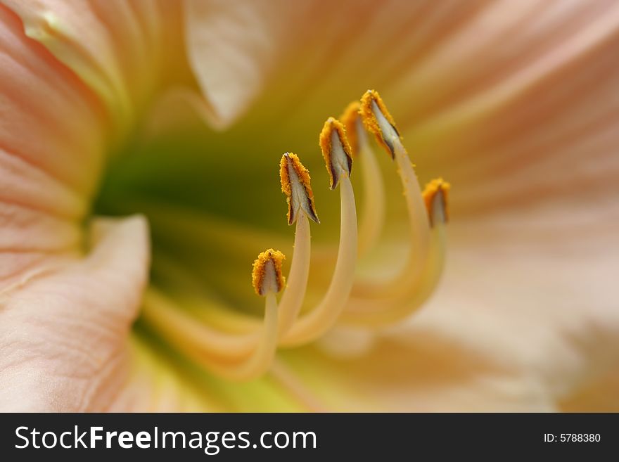 Macro image of an apricot Day lily with focus on the stamens. Blooms in july in a vermont garden. Macro image of an apricot Day lily with focus on the stamens. Blooms in july in a vermont garden.