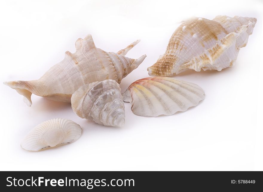 White seashells on white background