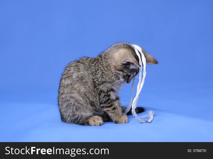 Photo of young grey cat on blue background. Photo of young grey cat on blue background