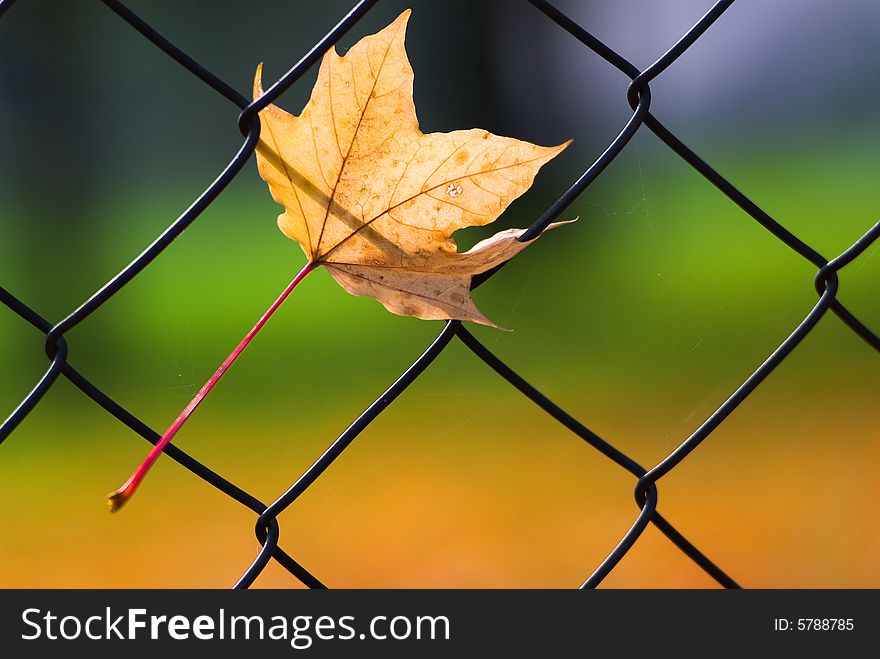 Yellow maple leaf on the fence