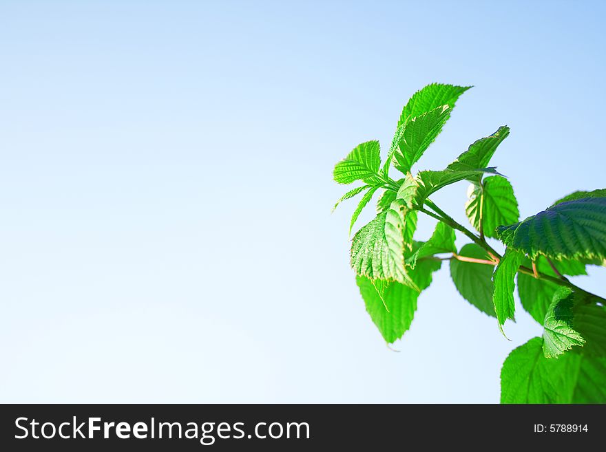 Juicy leaves of a young raspberry on a background of the blue sky. A background on a theme about summer.