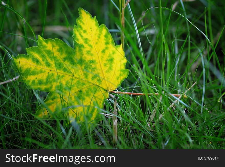 Yellow maple leaf on the green grass. Narrow depth of field. Yellow maple leaf on the green grass. Narrow depth of field.