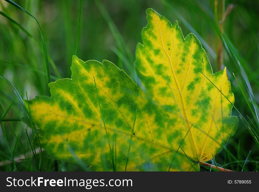 Yellow maple leaf on the green grass. Narrow depth of field. Yellow maple leaf on the green grass. Narrow depth of field.