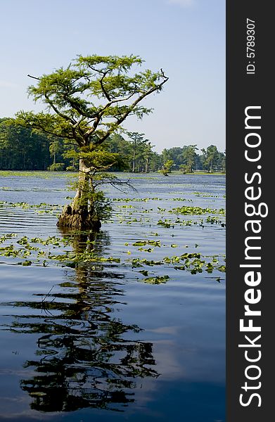 Cypress tree with it's reflection on the vibrant blue water. Cypress tree with it's reflection on the vibrant blue water.