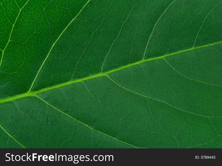 Macro of leaf