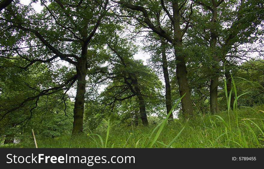 Old Oak Trees on Grazing Land. Old Oak Trees on Grazing Land