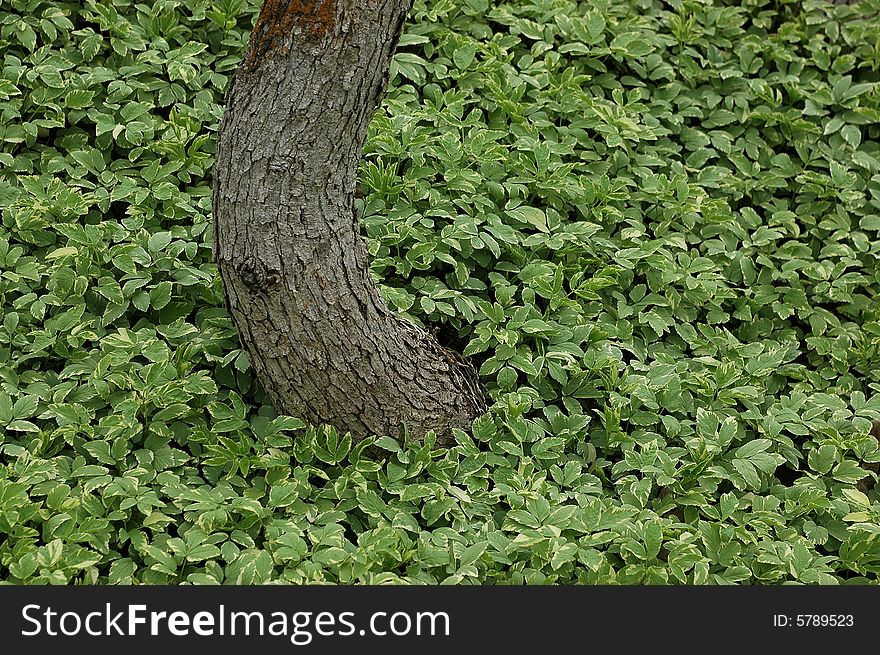 Bent tree growing through ground ivy.