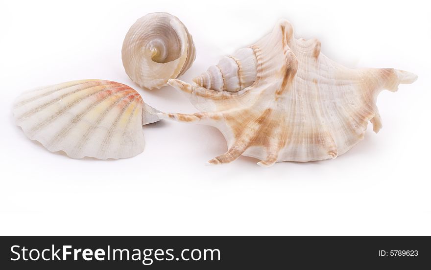 White seashells on white background