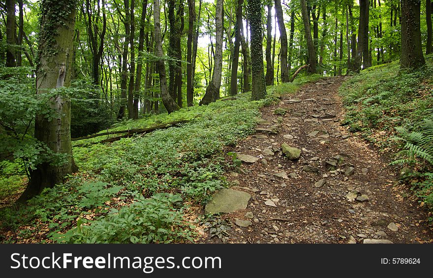 Path through Forest with Ivy. Path through Forest with Ivy