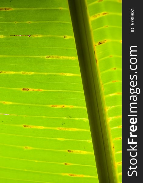 The abstract banana leaf green background. The abstract banana leaf green background