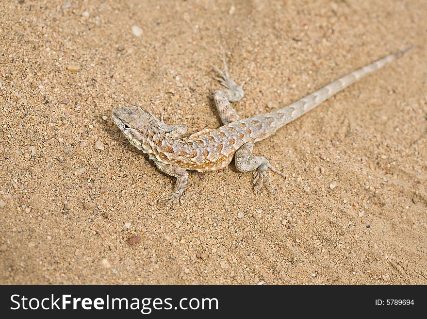 Closeup of the lizard on sand