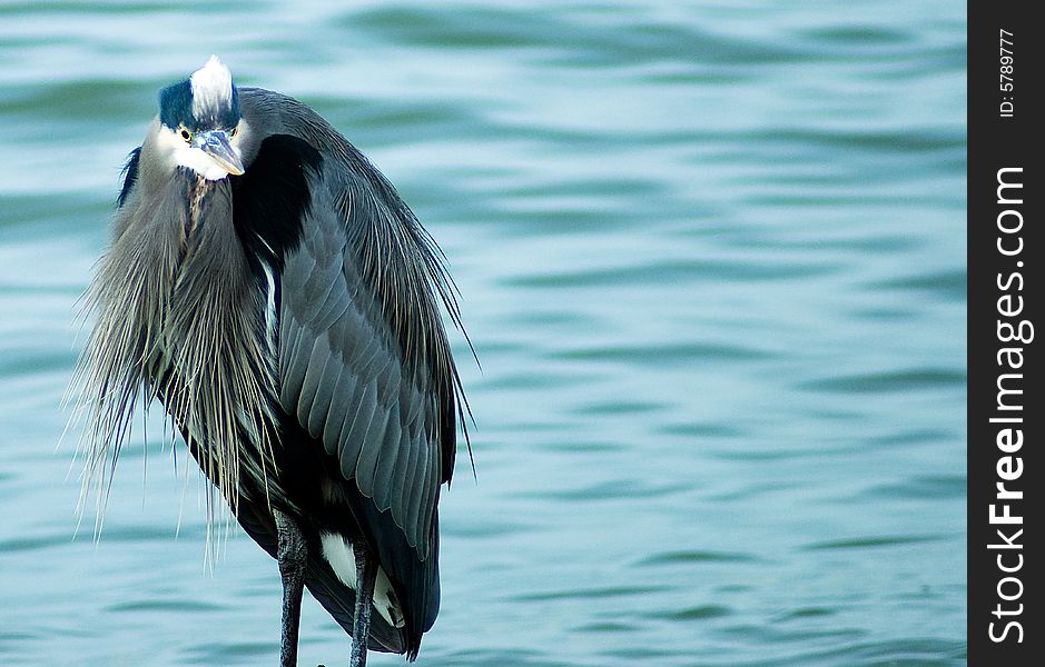 A great blue heron wading in Vancouver, Canada.