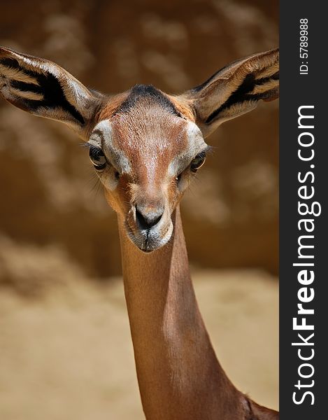 Female gazelle looking straight into the camera. Female gazelle looking straight into the camera.