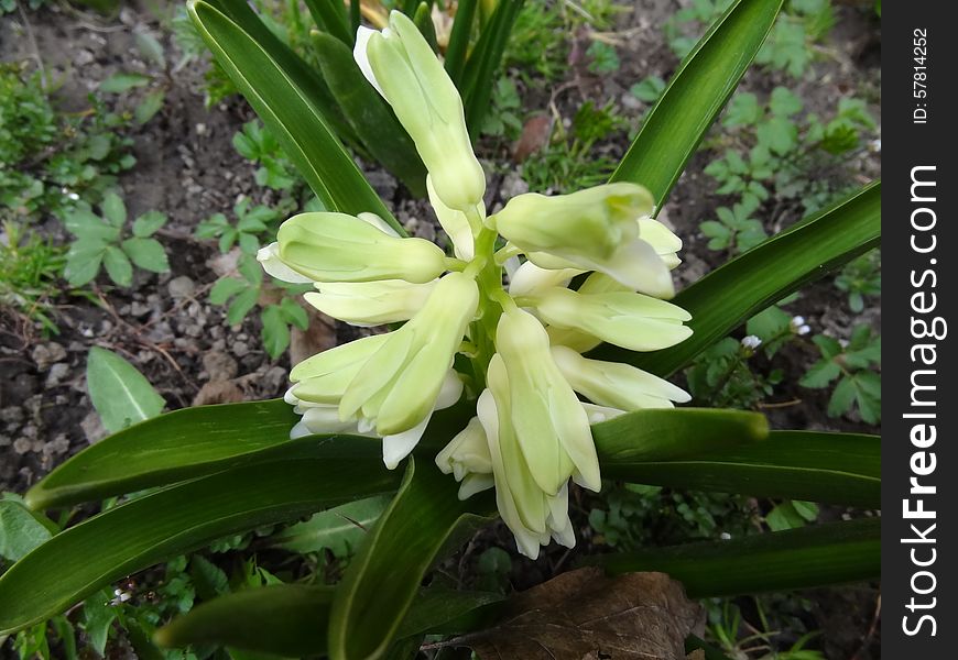 Yellow-Green Flower