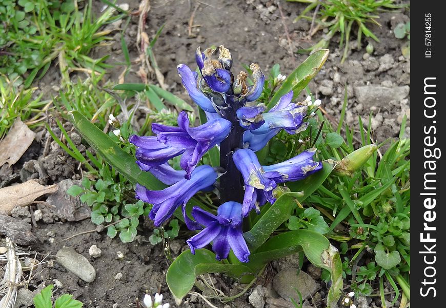 Blue-purple Flower