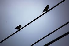 Birds On Power Lines Stock Photography Birds On Power Lines Stock Photography