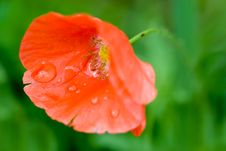 Macro Of Red Poppy With Rain Drops Royalty Free Stock Photography