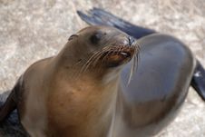 California Sea Lion Royalty Free Stock Photo California Sea Lion Royalty Free Stock Photo