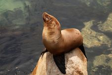 California Sea Lion Royalty Free Stock Photo California Sea Lion Royalty Free Stock Photo