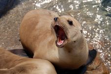 California Sea Lion Royalty Free Stock Photo