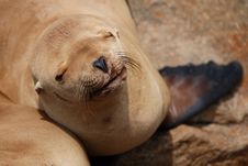 California Sea Lion Royalty Free Stock Photography California Sea Lion Royalty Free Stock Photography