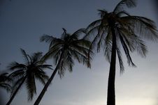 Three Palm Trees Royalty Free Stock Image Three Palm Trees Royalty Free Stock Image