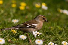 Female Chaffinch Stock Images