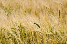 Ears Of Wheat In Field Stock Photo Ears Of Wheat In Field Stock Photo