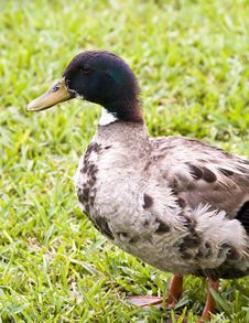 Duck In Grass Stock Images
