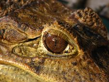 Crocodile Eye Royalty Free Stock Photography Crocodile Eye Royalty Free Stock Photography