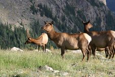 Elk Royalty Free Stock Photography