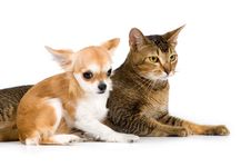 The Puppy Chihuahua And Cat In Studio Royalty Free Stock Photo The Puppy Chihuahua And Cat In Studio Royalty Free Stock Photo