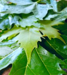 Background From Wet Leaves Royalty Free Stock Image Background From Wet Leaves Royalty Free Stock Image