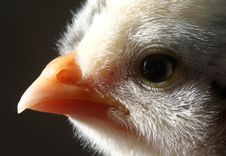 Baby Chick Face Royalty Free Stock Photography Baby Chick Face Royalty Free Stock Photography